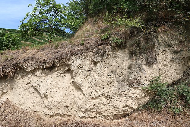 Anthophora-pubescens-Nistwand