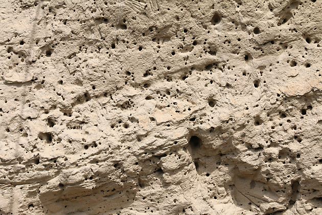 Anthophora-pubescens-Nistwand