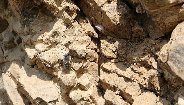 Nistwand mit ruhendem Anthophora-pubescens-W.