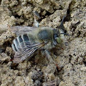 Anthophora quadrimaculata, M