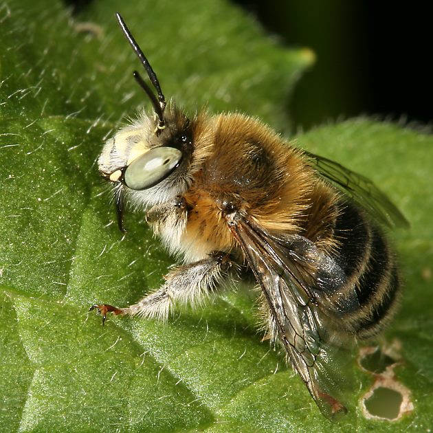 Anthophora quadrimaculata, M
