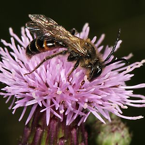 Andrena rosae, M