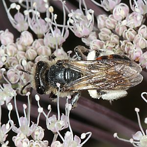 Andrena rosae, W