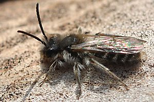 Andrena ruficrus, M