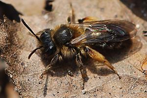 Andrena ruficrus, W
