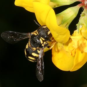 "Kleine Harzbiene" (Anthidium strigatum)