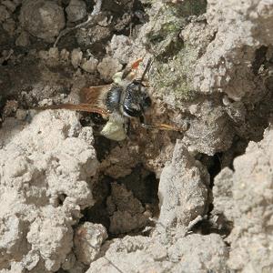 Andrena subopaca, W, auf Nestsuche (4)