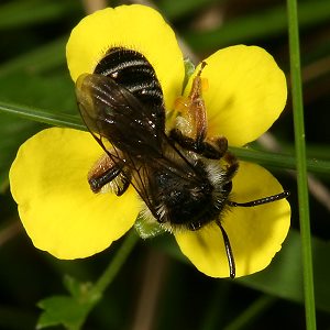 Andrena tarsata, W, an Potentilla erecta (2)