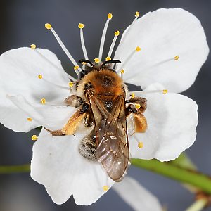 Andrena tibialis, W