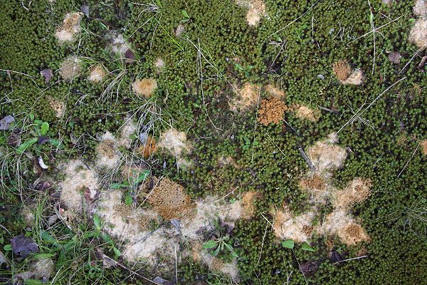 Nest-Kolonie von Andrena vaga