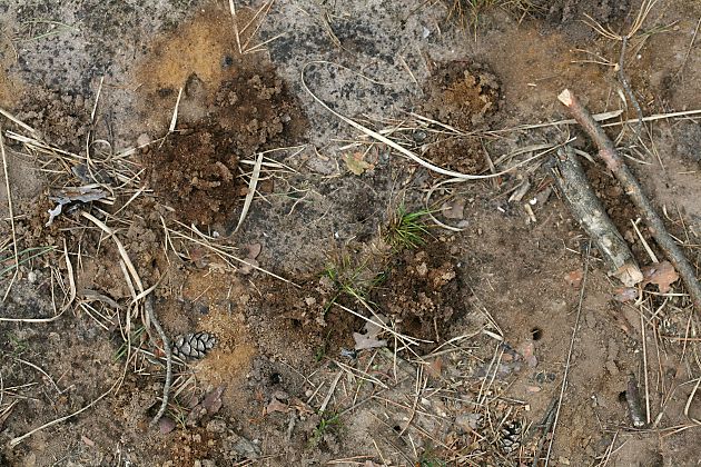 Andrena-vaga-Kolonie in der Ohligser Heide (1)