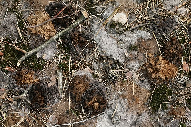 Andrena-vaga-Kolonie in der Ohligser Heide (2)