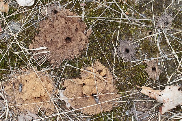 Andrena-vaga-Kolonie im NSG Ohligser Heide (1)