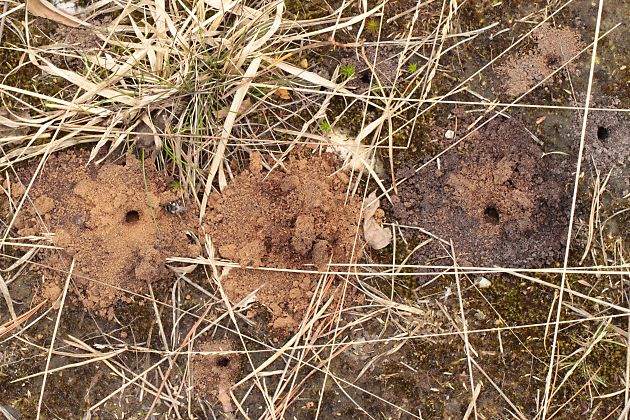 Andrena-vaga-Kolonie im NSG Ohligser Heide (2)
