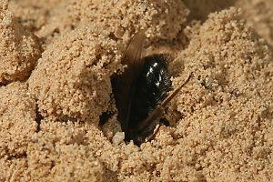 Andrena vaga, W, vor dem Nest
