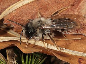 Andrena vaga, M, auf Nestsuche