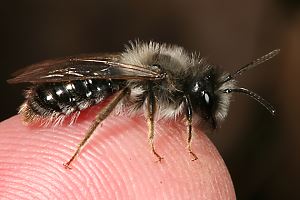Andrena vaga, W: Sonnenbad