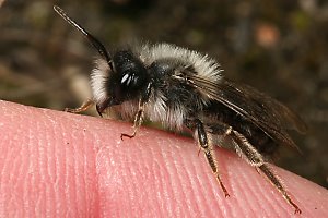 Andrena vaga, W: Sonnenbad