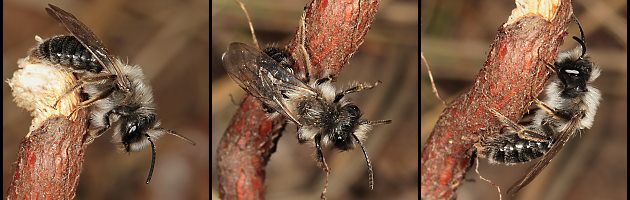 3 x Andrena vaga, M