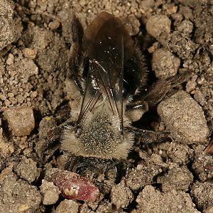 Andrena vaga, M, gräbt sich in ein Nest