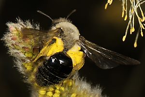 Andrena vaga, W, von Weide abfliegend