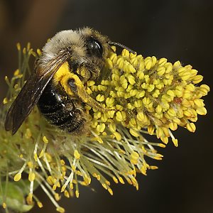 Andrena vaga, W, sammelt Weidenpollen
