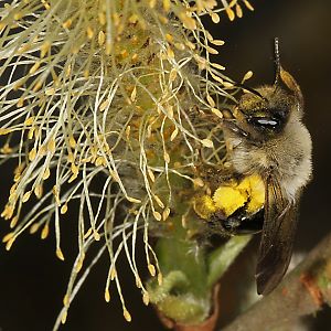 Andrena vaga, W, sammelt Weidenpollen