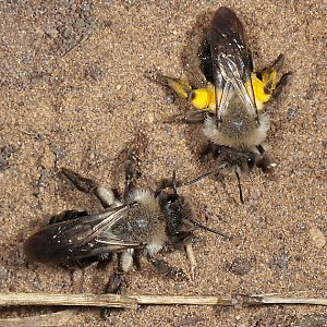 Andrena vaga, WW: Konfrontation