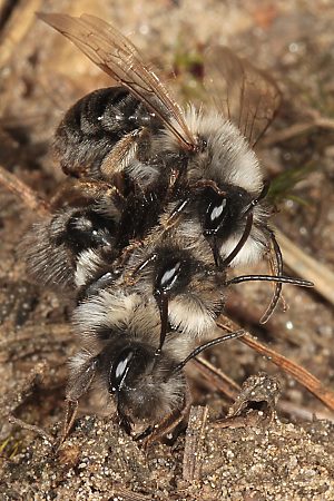Andrena vaga, MMW: "Flotter Dreier" 2