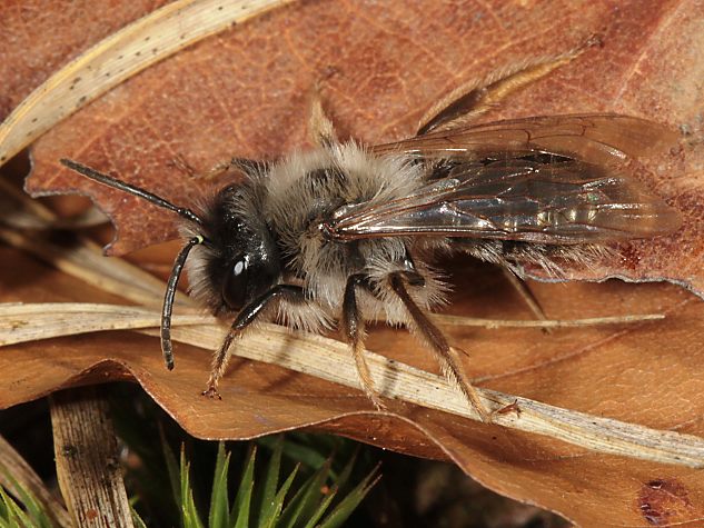 Andrena vaga, W
