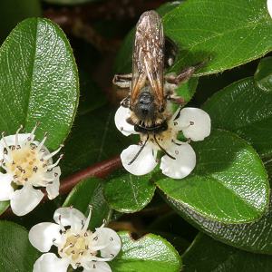 Erdbiene Andrena varians an Cotoneaster (3)
