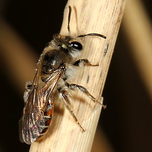 Andrena ventralis, W, an Stengel (1)