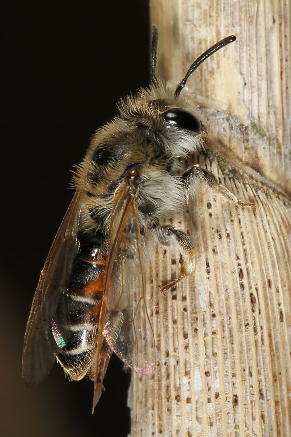 Andrena ventralis, W