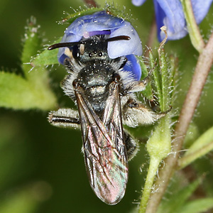 Andrena viridescens, W