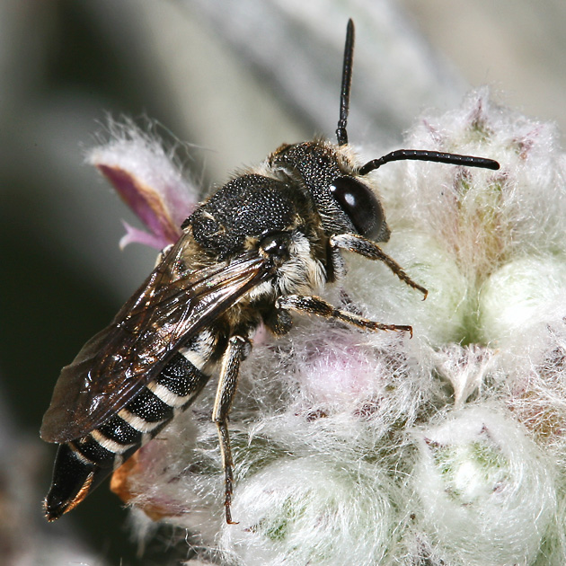 Coelioxys aurolimbata, W