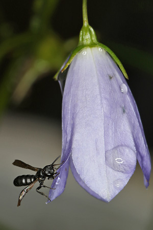 Chelostoma campanularum