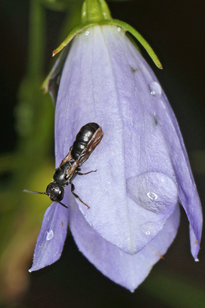 Chelostoma campanularum