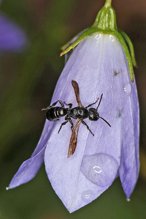 Chelostoma campanularum