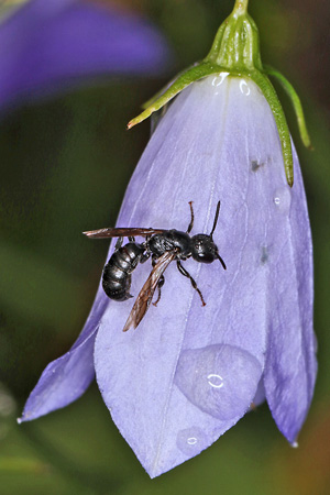 Chelostoma campanularum