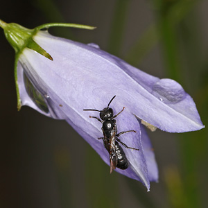 Chelostoma campanularum