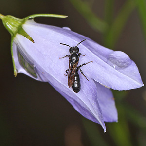 Chelostoma campanularum