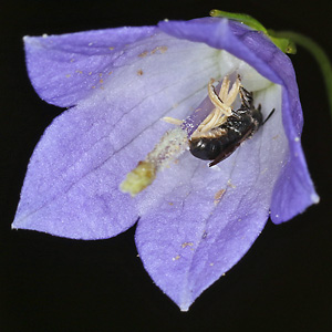 Chelostoma campanularum