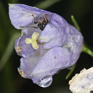 Chelostoma campanularum