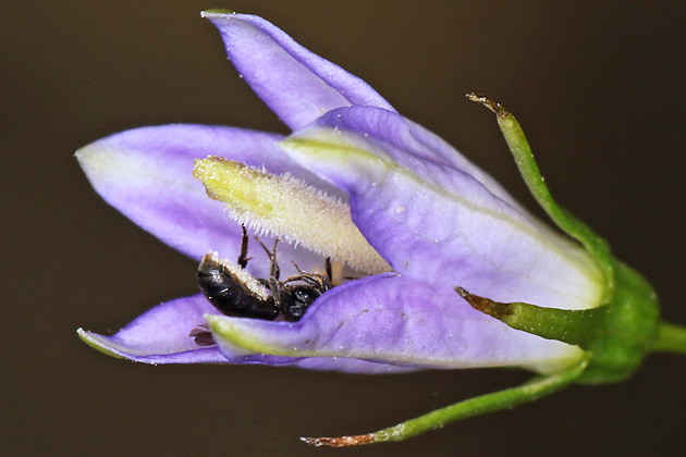 Chelostoma campanularum