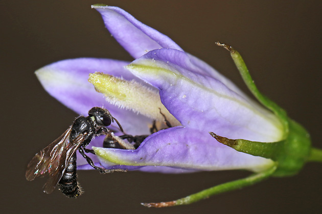 Chelostoma campanularum