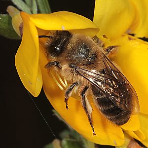 Colletes cunicularius, W in Ginsterblüte