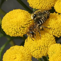 Colletes daviesanus: Kopula auf Tanacetum vulgare (1)