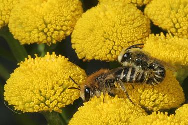 Colletes daviesanus: Kopula auf Tanacetum vulgare (2)