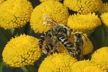 Colletes daviesanus: Kopula auf Tanacetum vulgare (3)