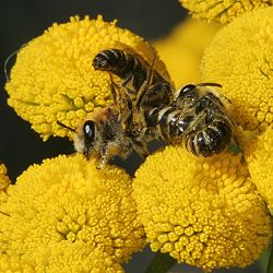 Colletes daviesanus: Kopula auf Tanacetum vulgare (4)